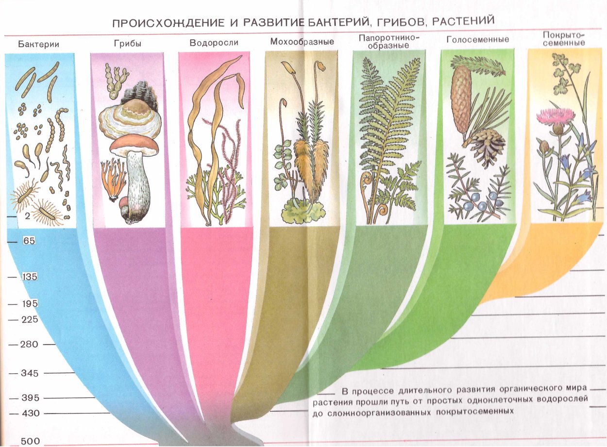 Развитие животных и растений. Эволюция. Растения. Эволюция растений и животных. Эволюция растительного мира. Схема эволюции растений и животных.