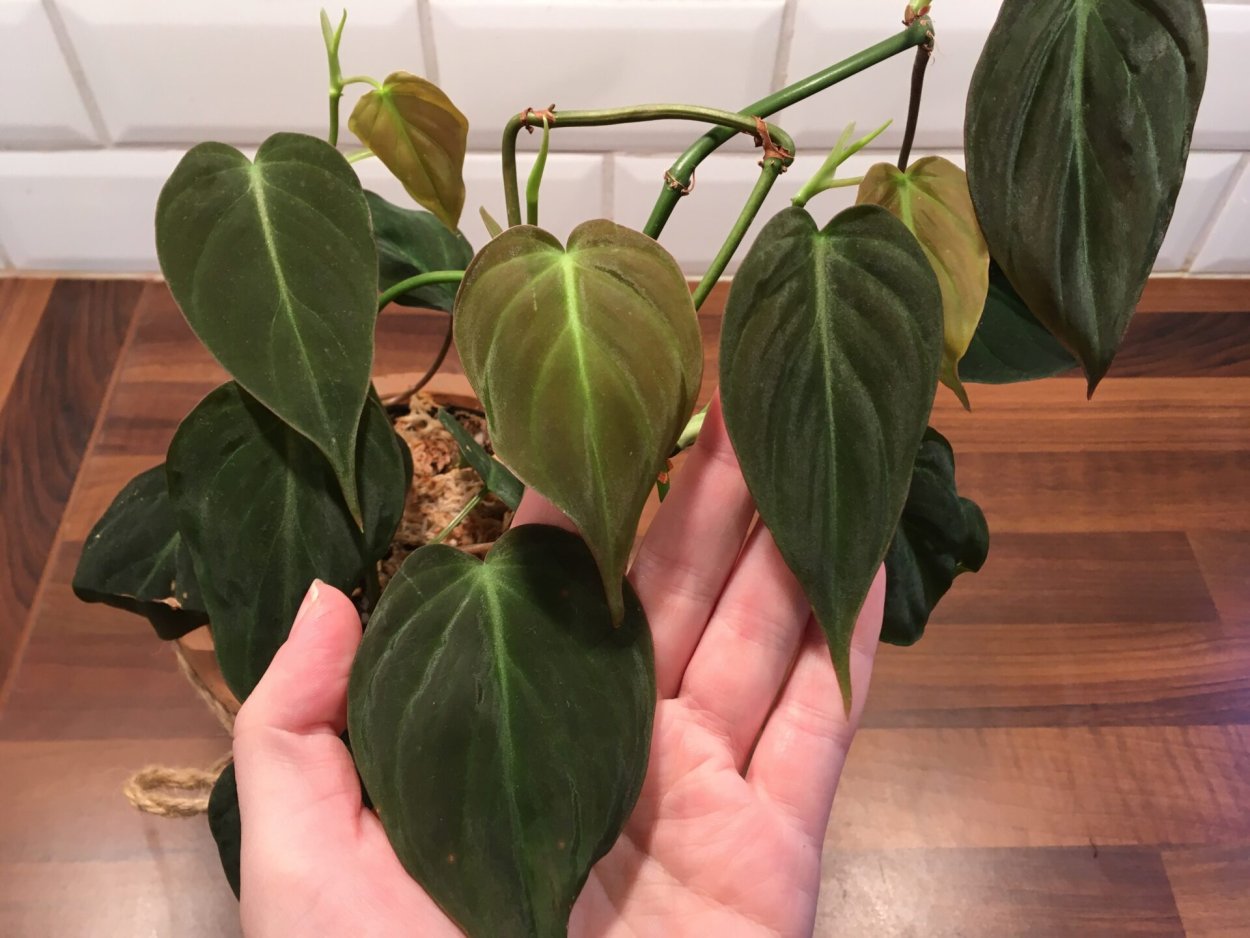 Philodendron Micans