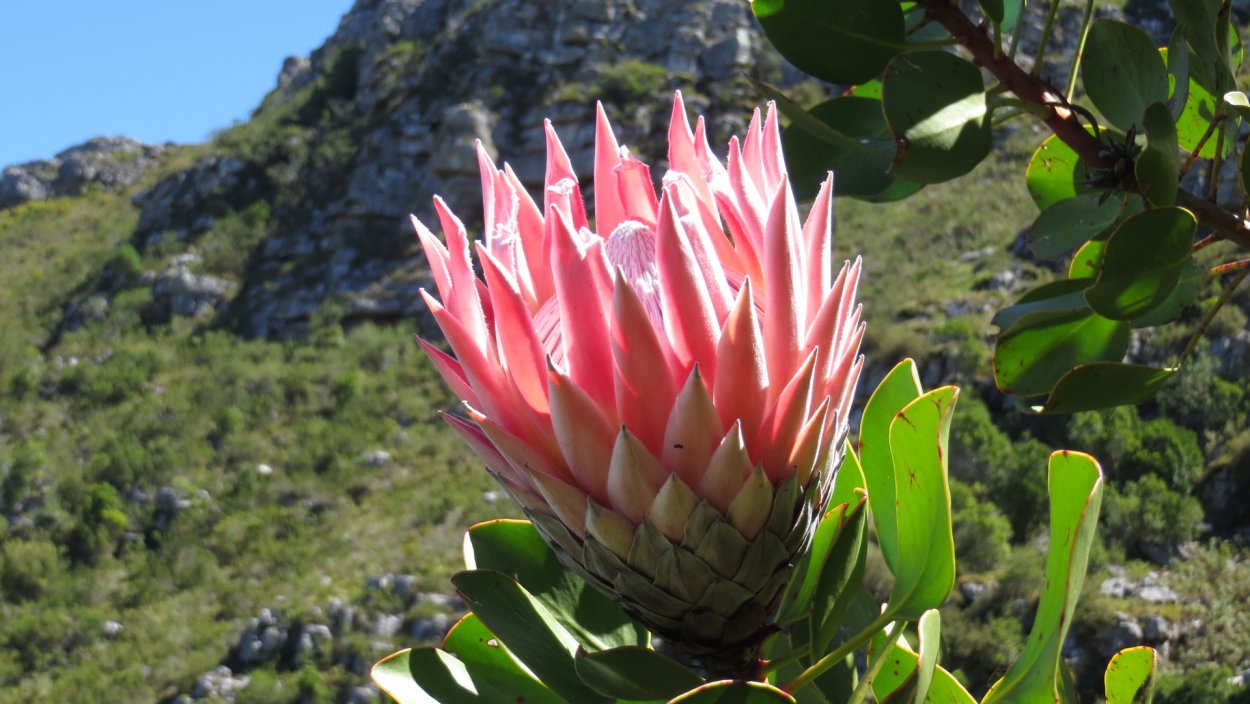 Кактусы мексиканского нагорья