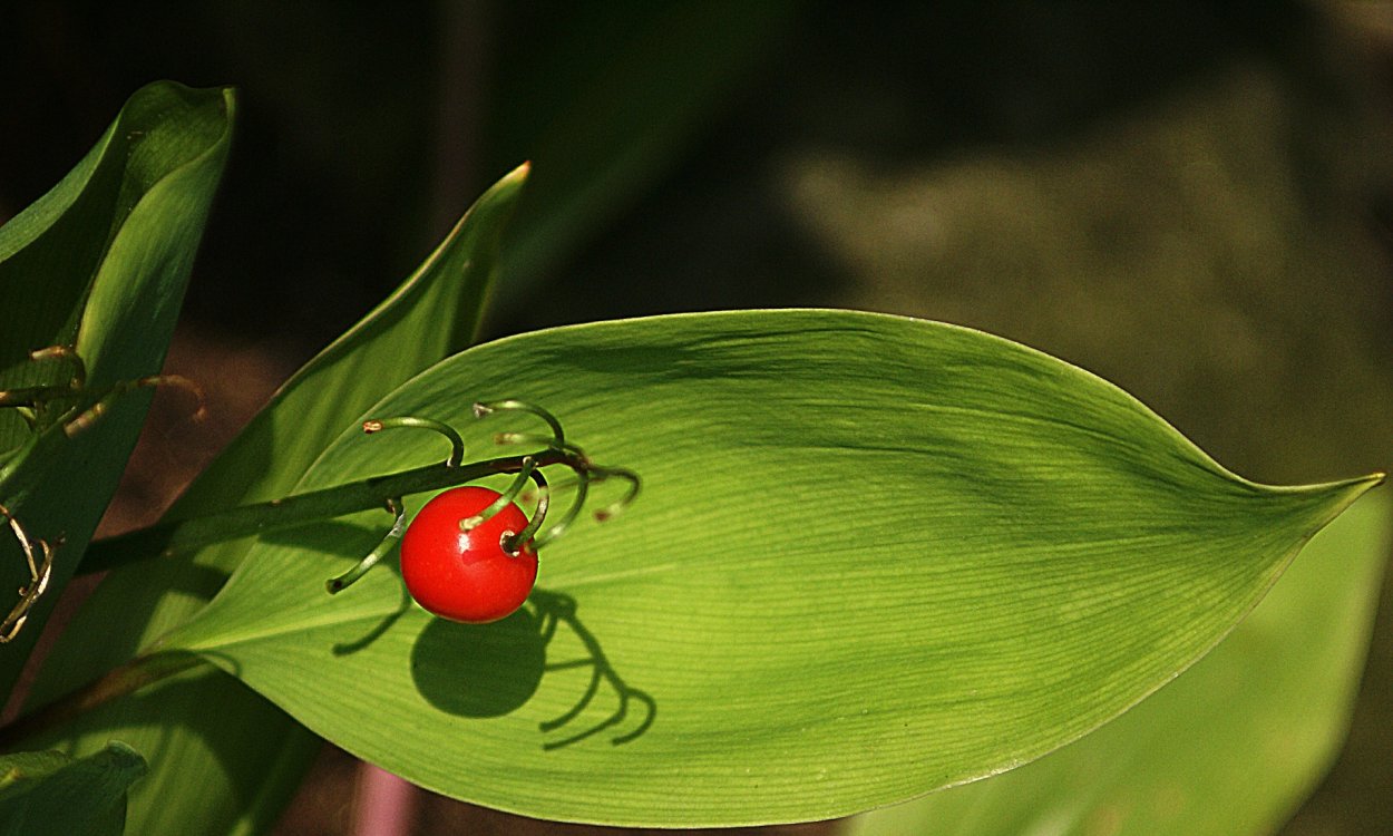 Растение пустыни вельвичия удивительная