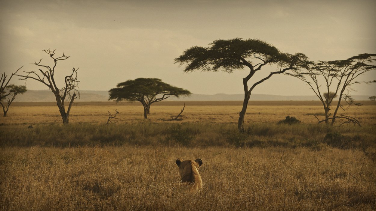 Пандан плод