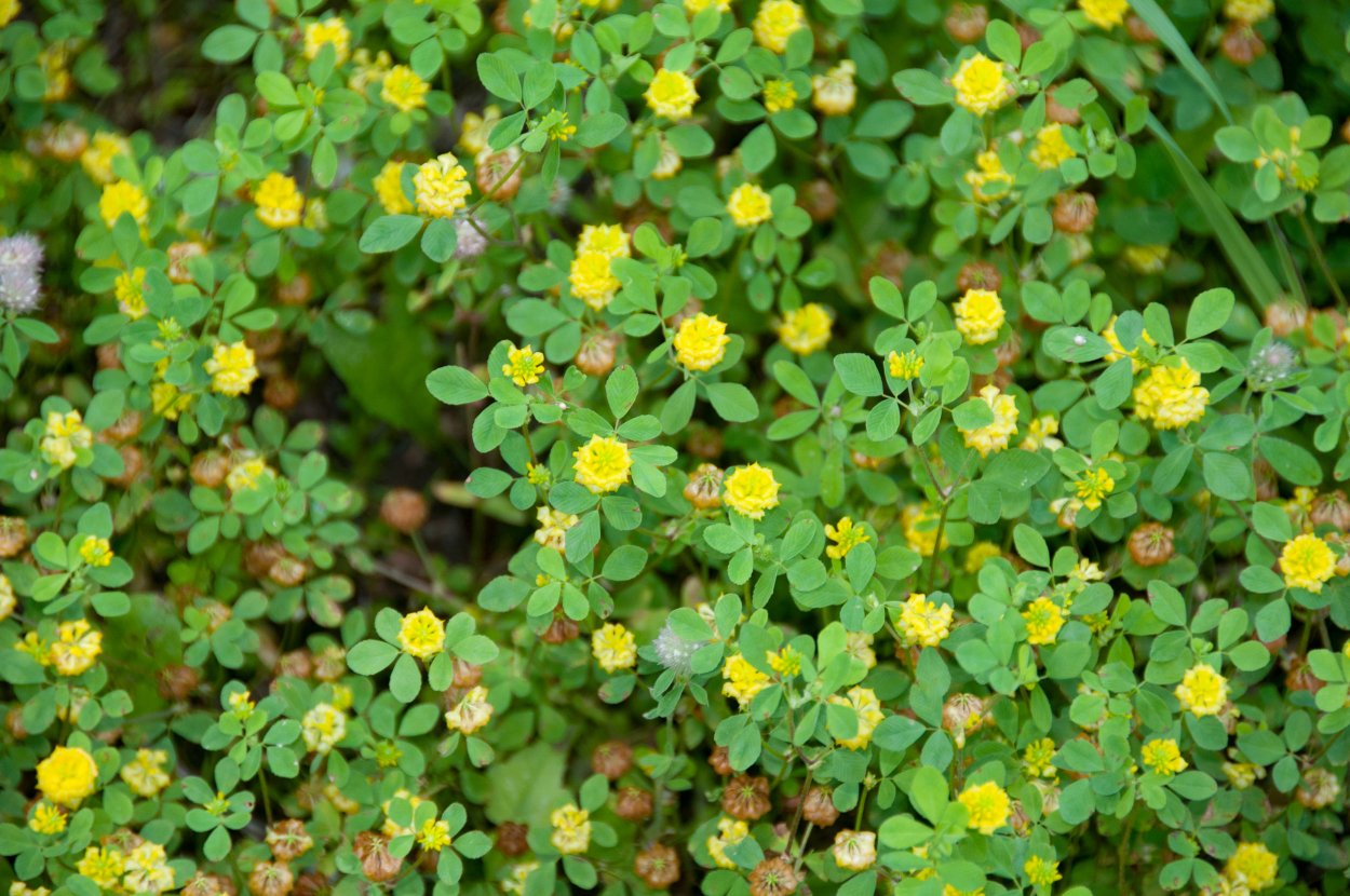 Клевер желтый ползучий сорняк