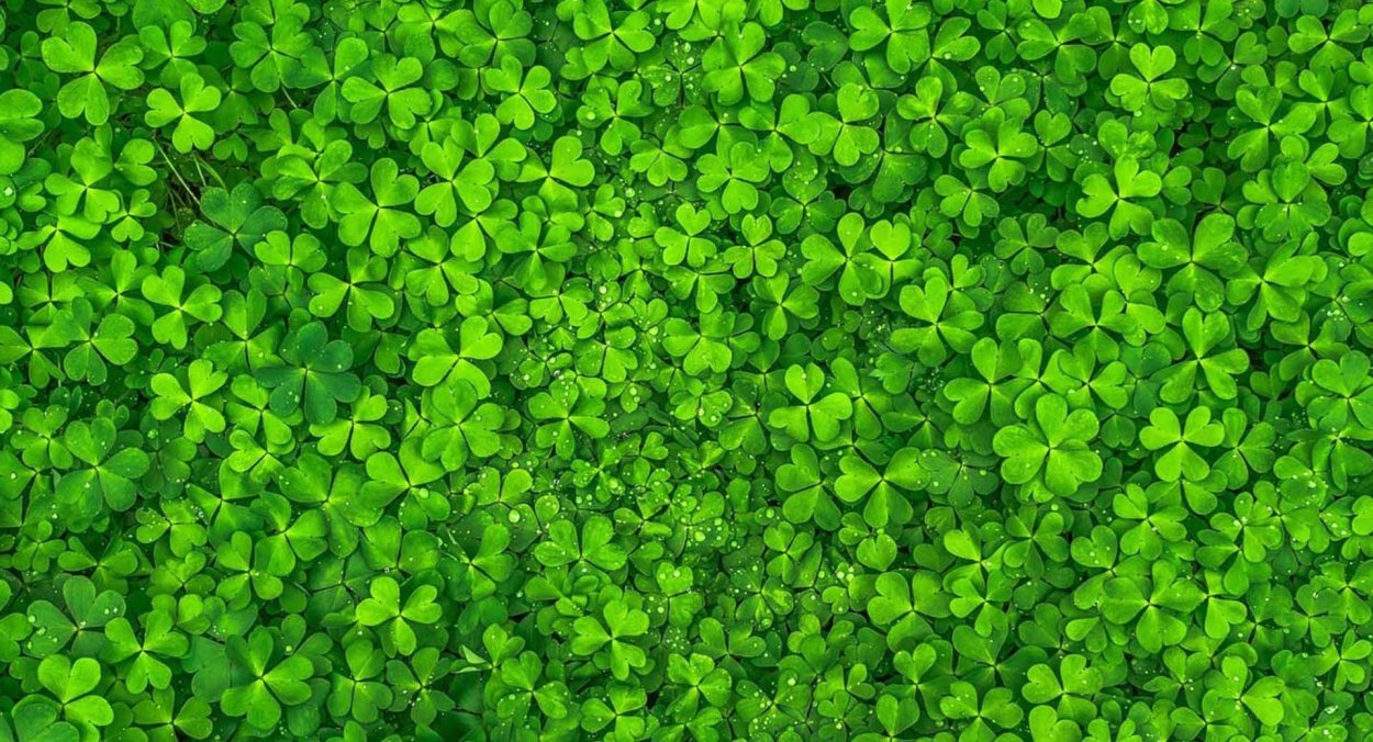 Цветы и солнце