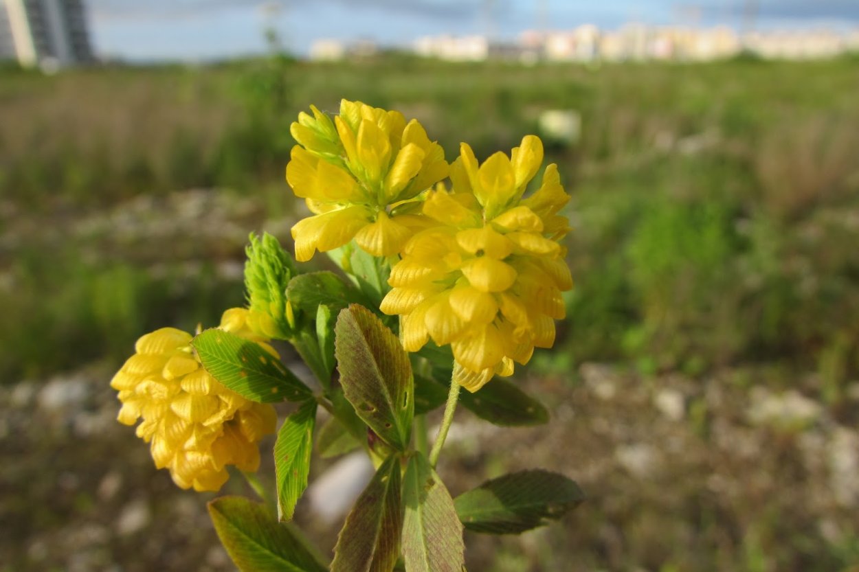 Желтые цветы с четырьмя лепестками
