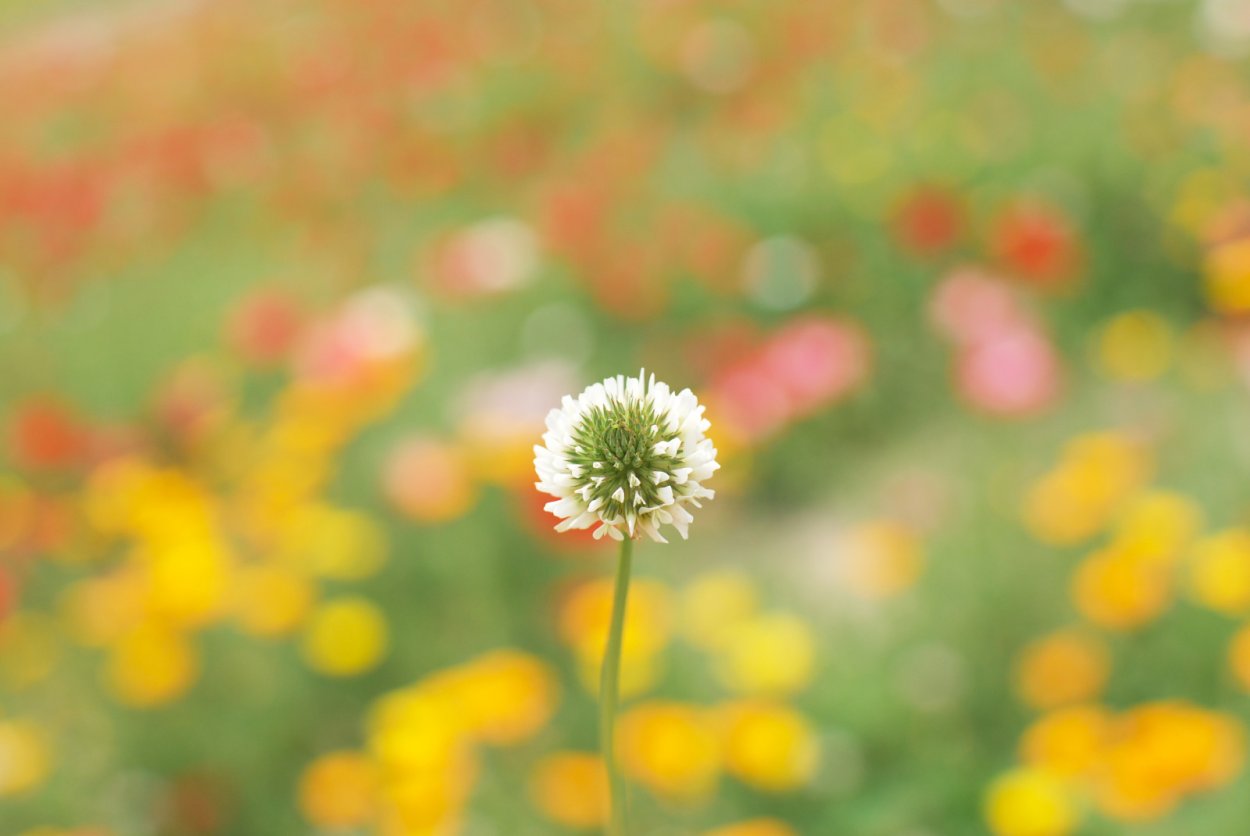 Макросъёмка цветы поле Клевер