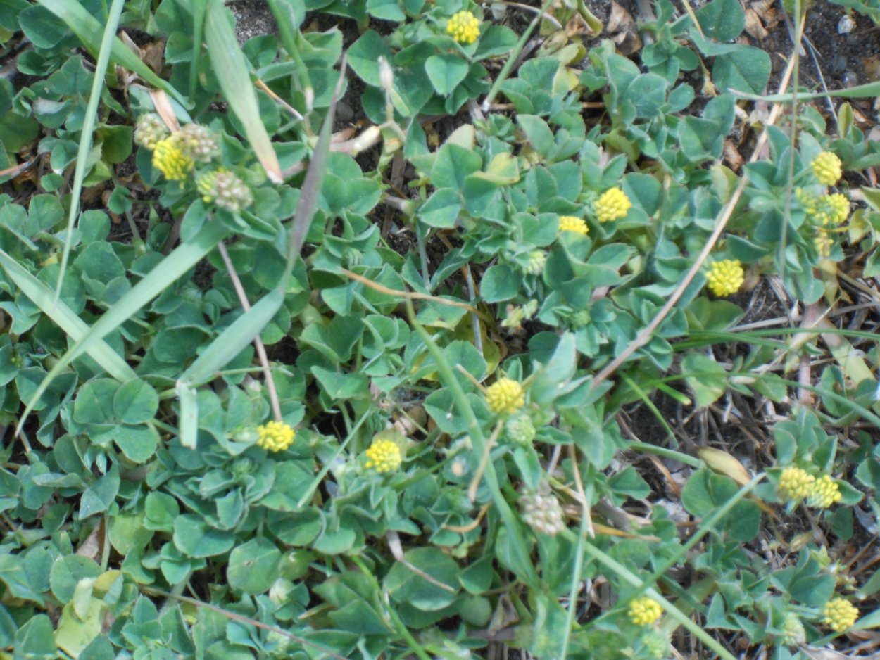 Кислица оксалис Садовая