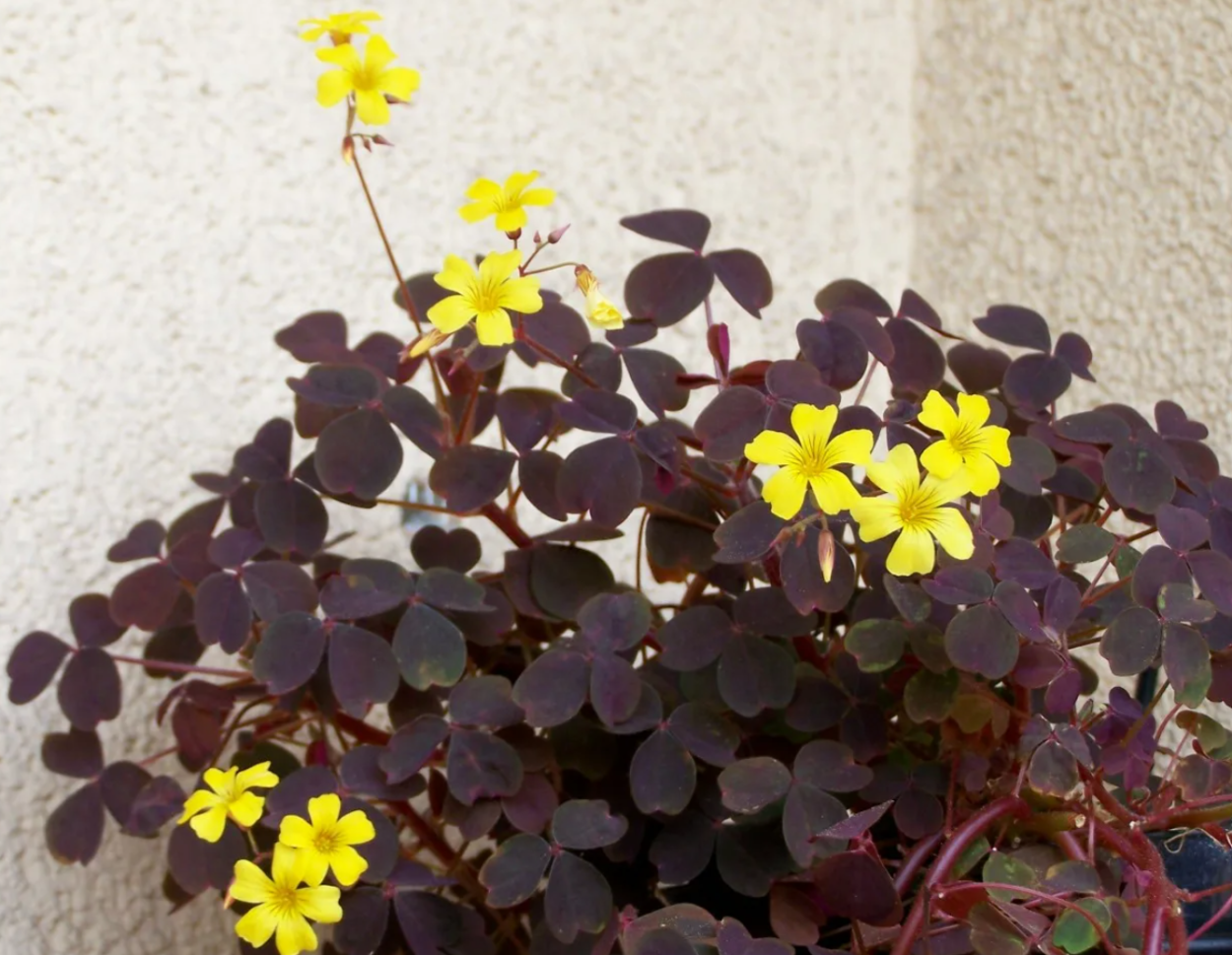 Типа клевера только желтые цветы