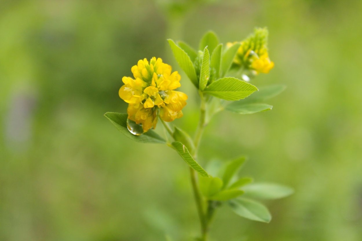 Клевер полевой золотистый