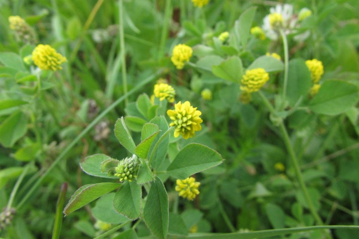 Оксалис Кислица зеленая