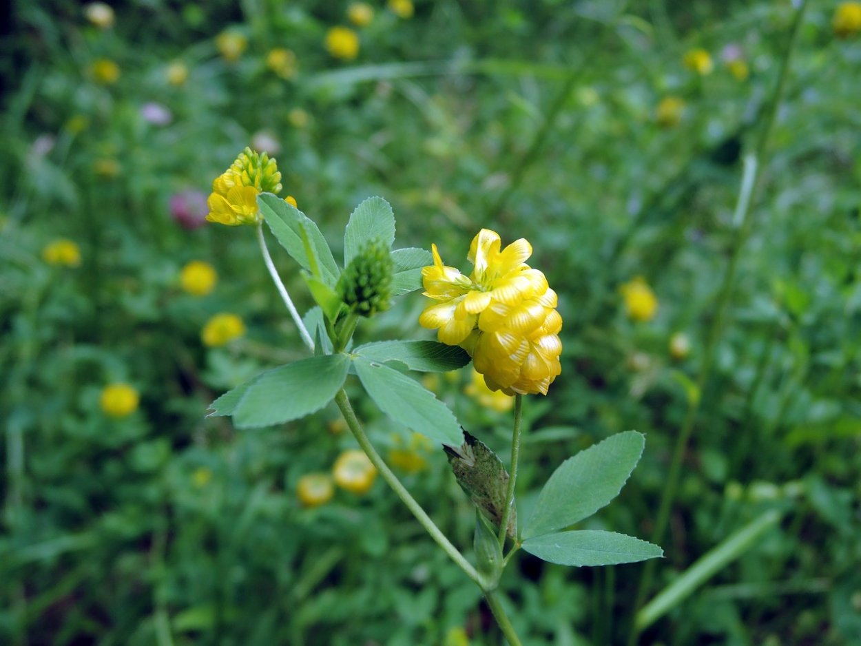 Ползучий сорняк монетчатый