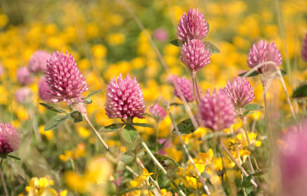 Ирландия Кислица