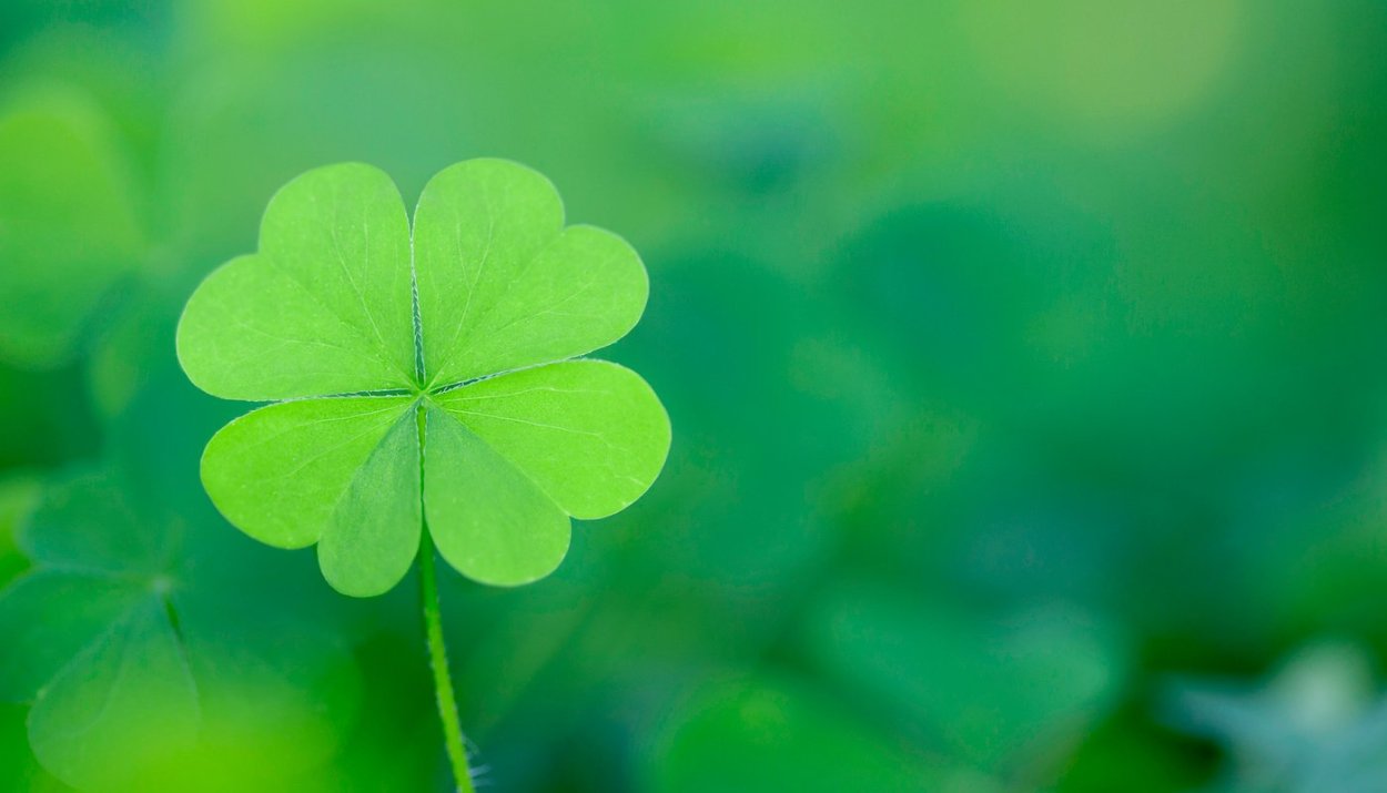 Клевер Макросъемка