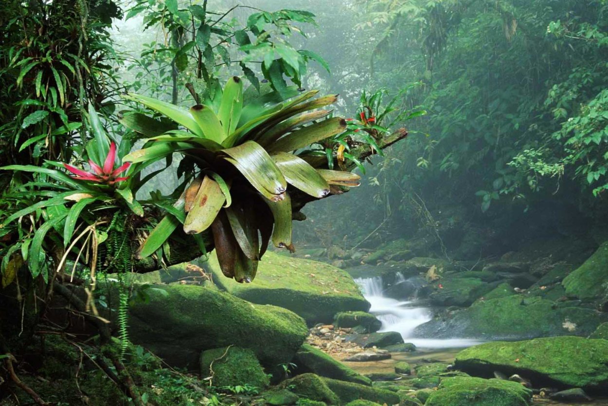 Амазонские джунгли Бразилия