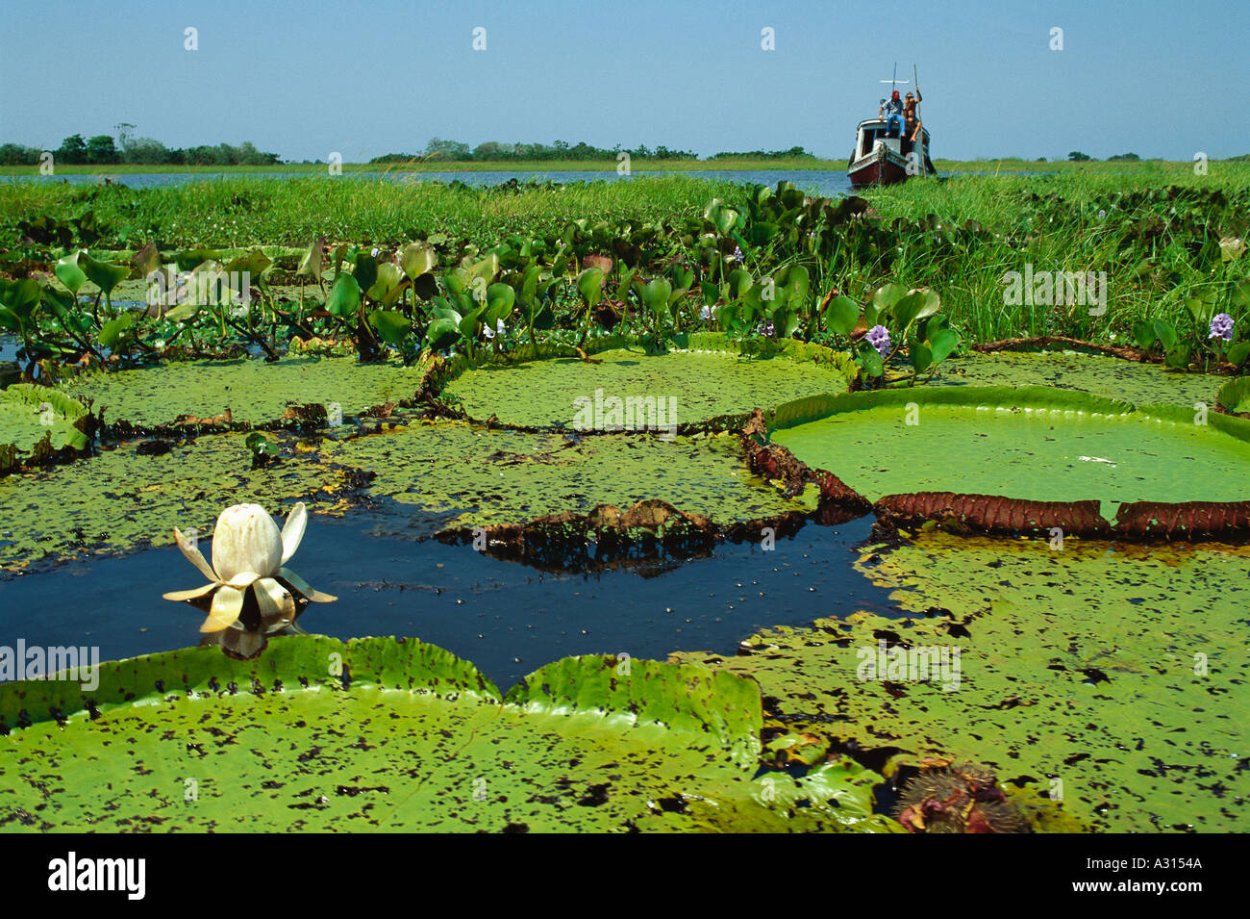 Река Амазонка фауна