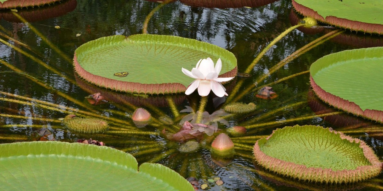 Кувшинка Виктория Амазонская