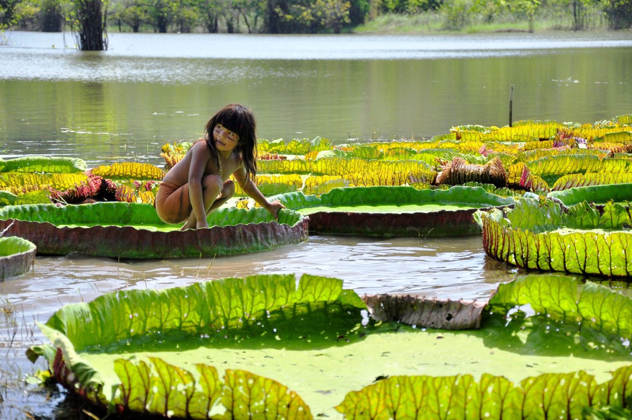 Река Амазонка Виктория Регия