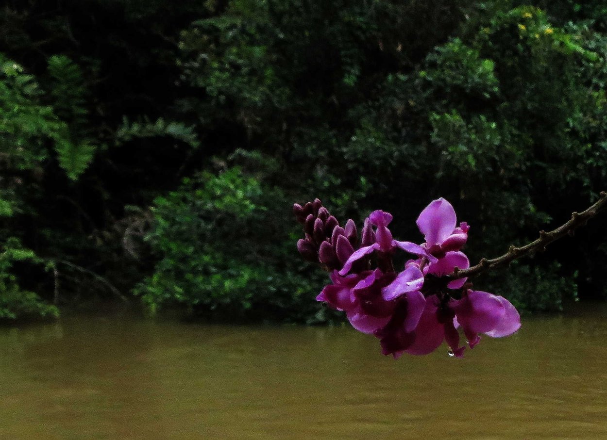 Сельва Южной Америки орхидеи