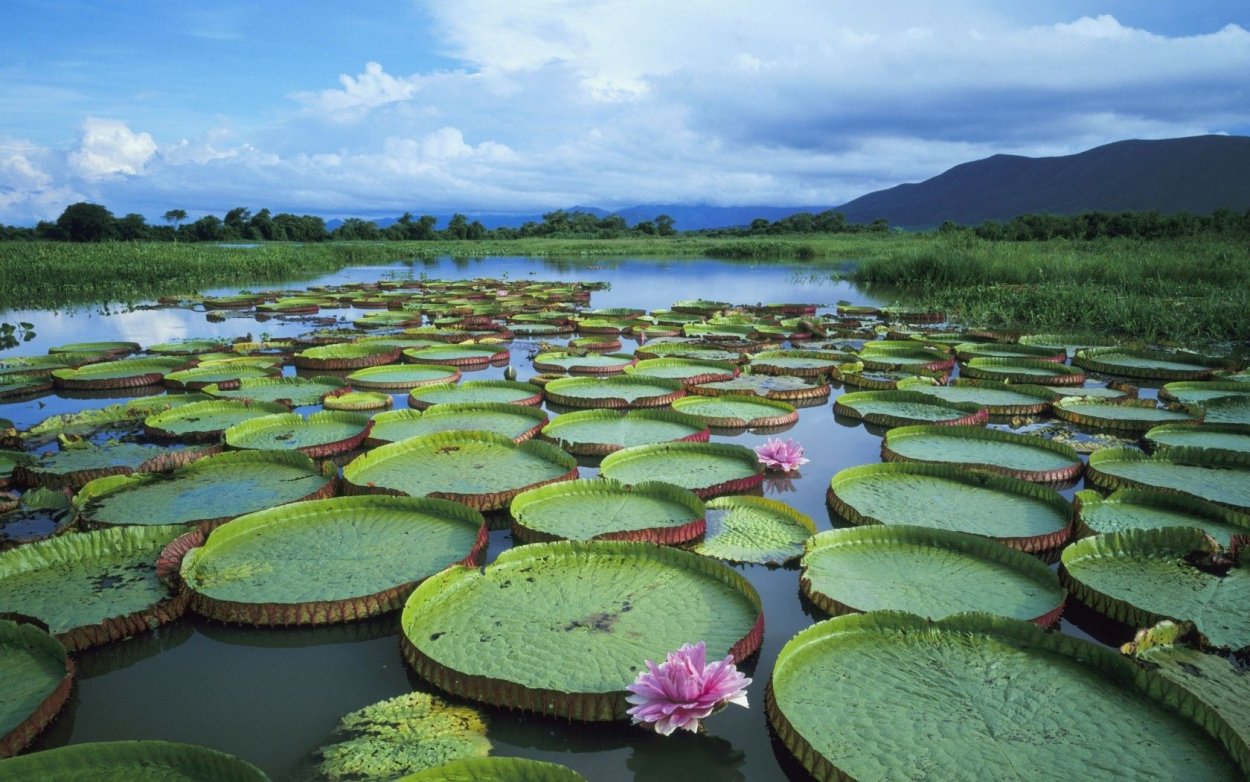 Болота Пантанал Бразилия