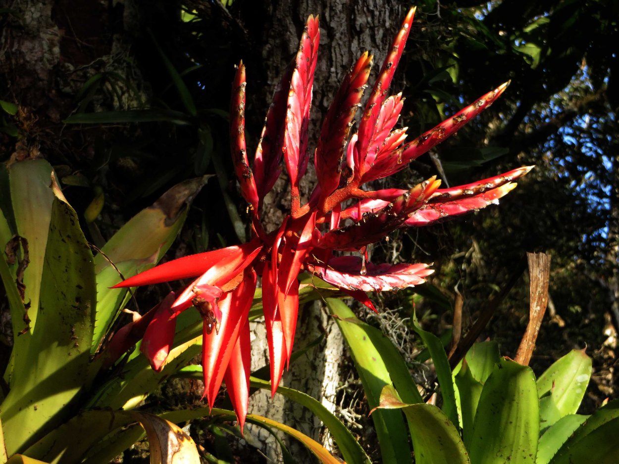 Bromelia Амазония