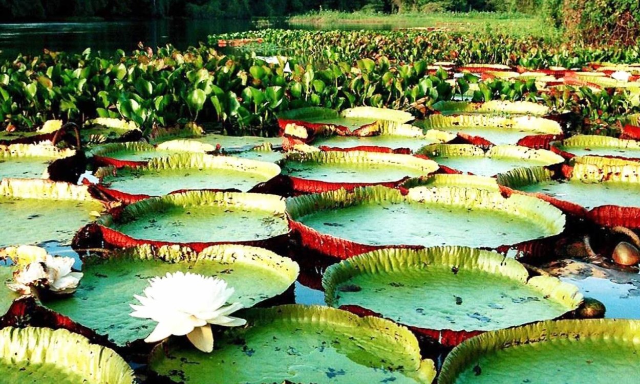 Гигантские кувшинки Виктория Амазонская