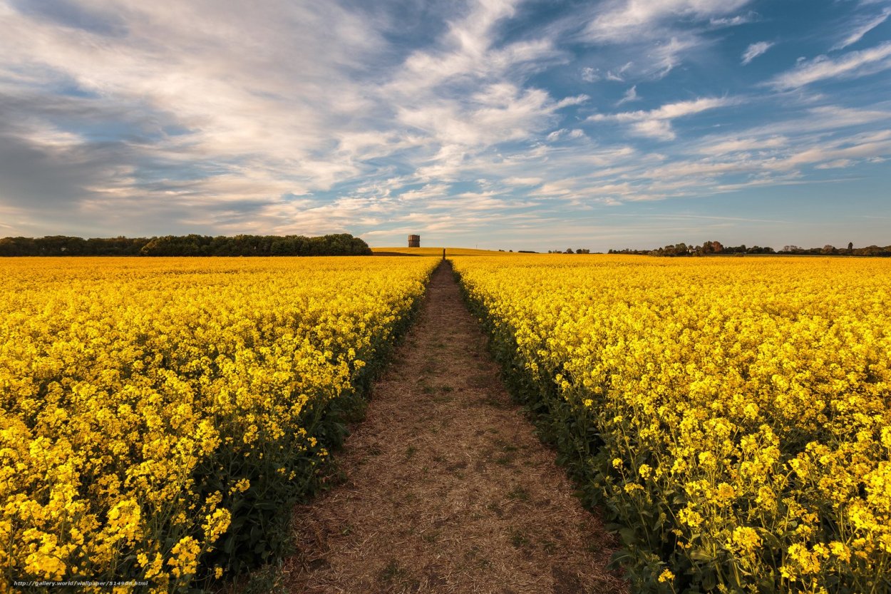 Горчичные поля Ставрополь