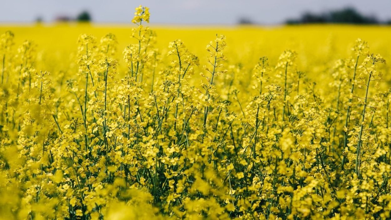 Сельскохозяйственное растение с желтыми цветами