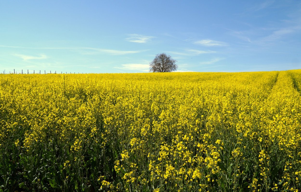 Желтое поле голубое небо