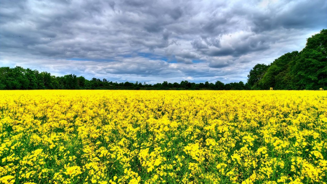 Рапс в Германии
