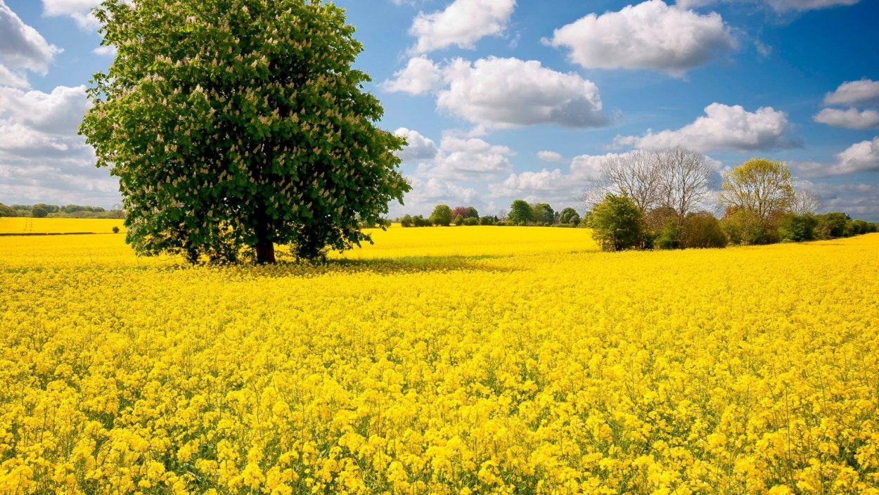 Рапсовое поле в Мордовии