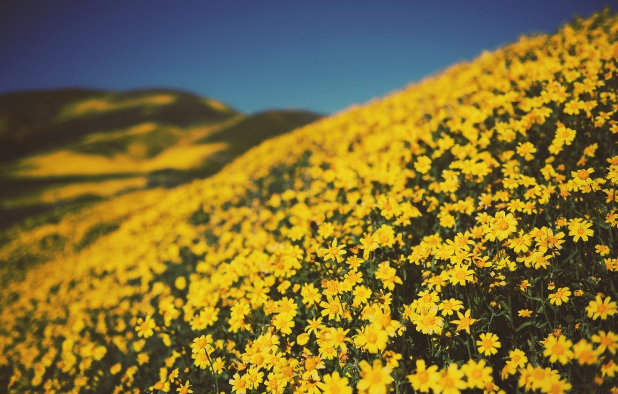 Желтые цветы на полях