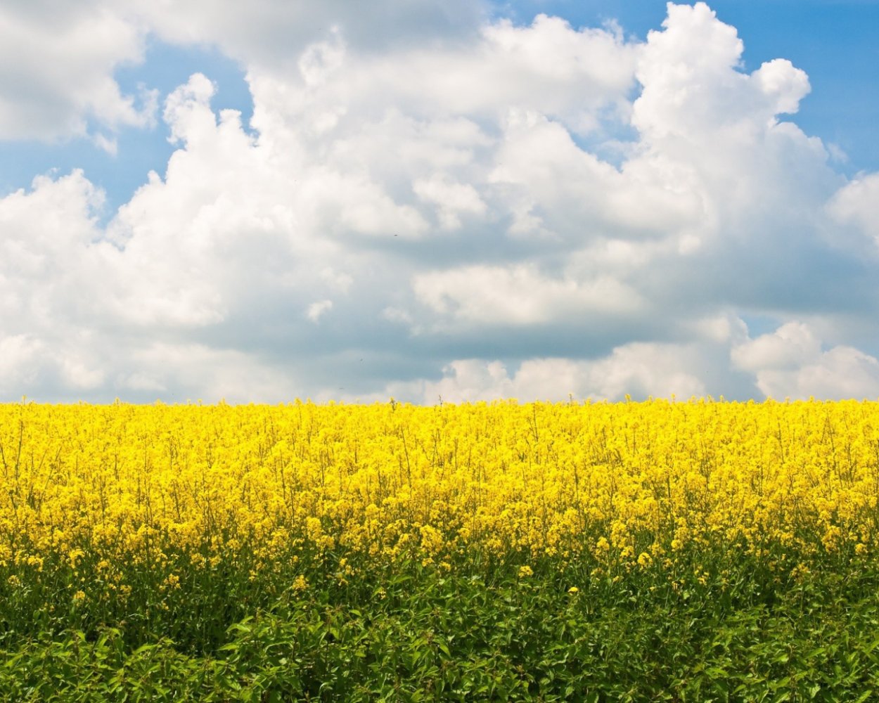 Масличные рапс Рыжик горчица