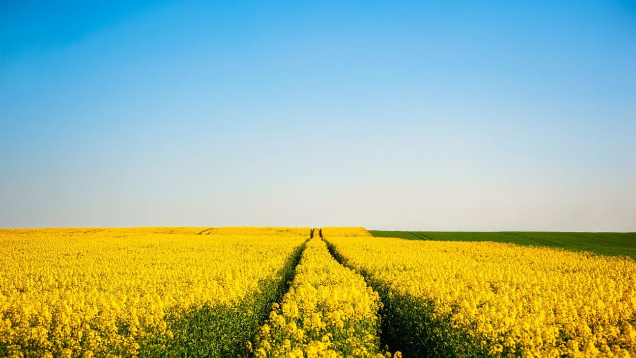 Поле с желтыми цветами