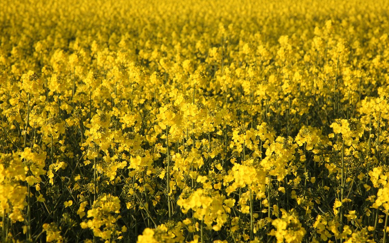 Поле с желтыми цветами