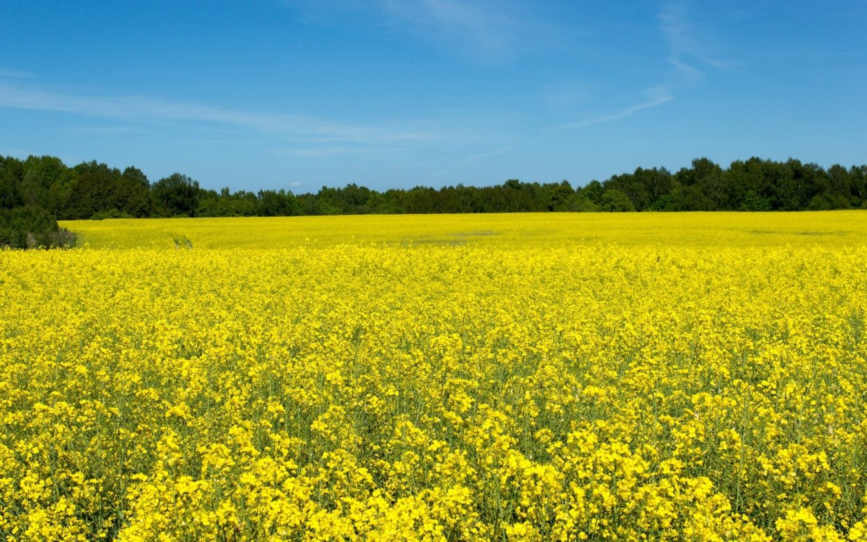 Россия поле рапса