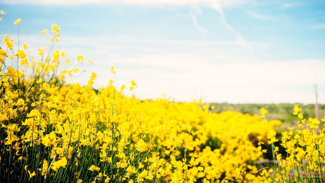 Подсолнуховые поля Алтай