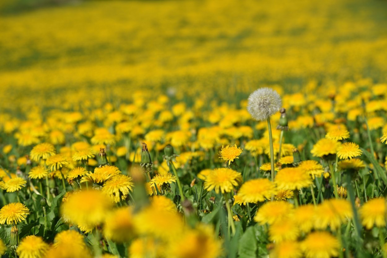 Сурепка обыкновенная поле