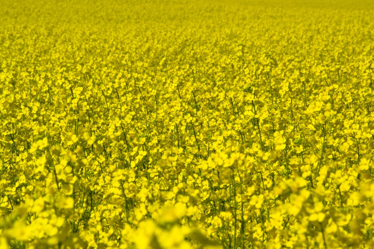 Циклус рапс