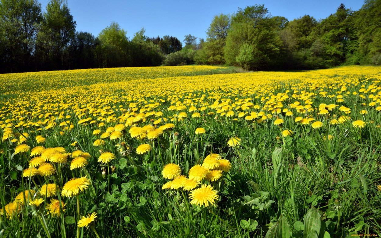 Желтые цветы на полях