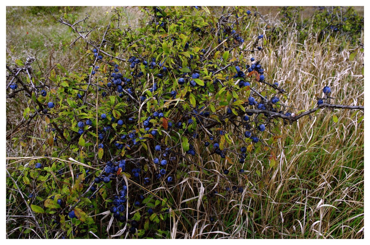 Терн дикий кустарник