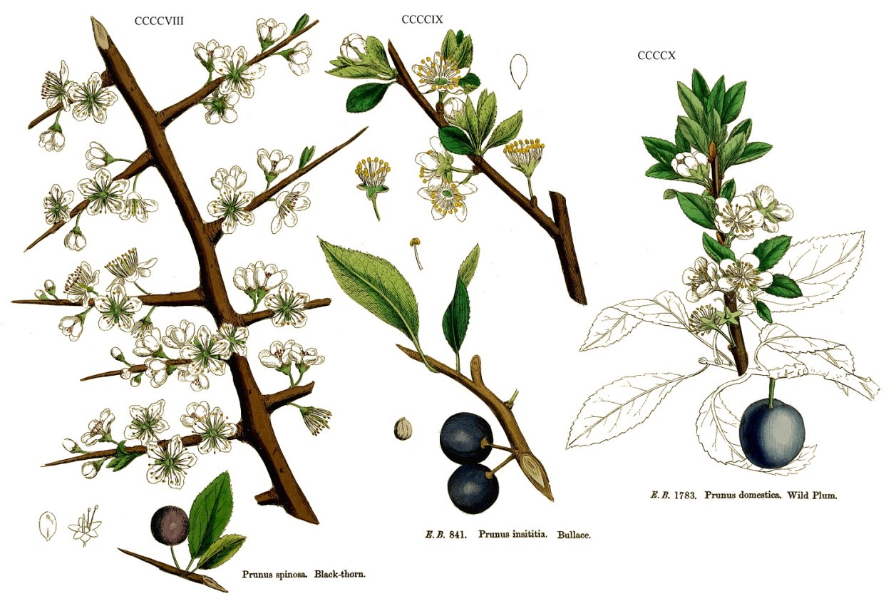 Слива колючая, Терн - Prunus spinosa побеги