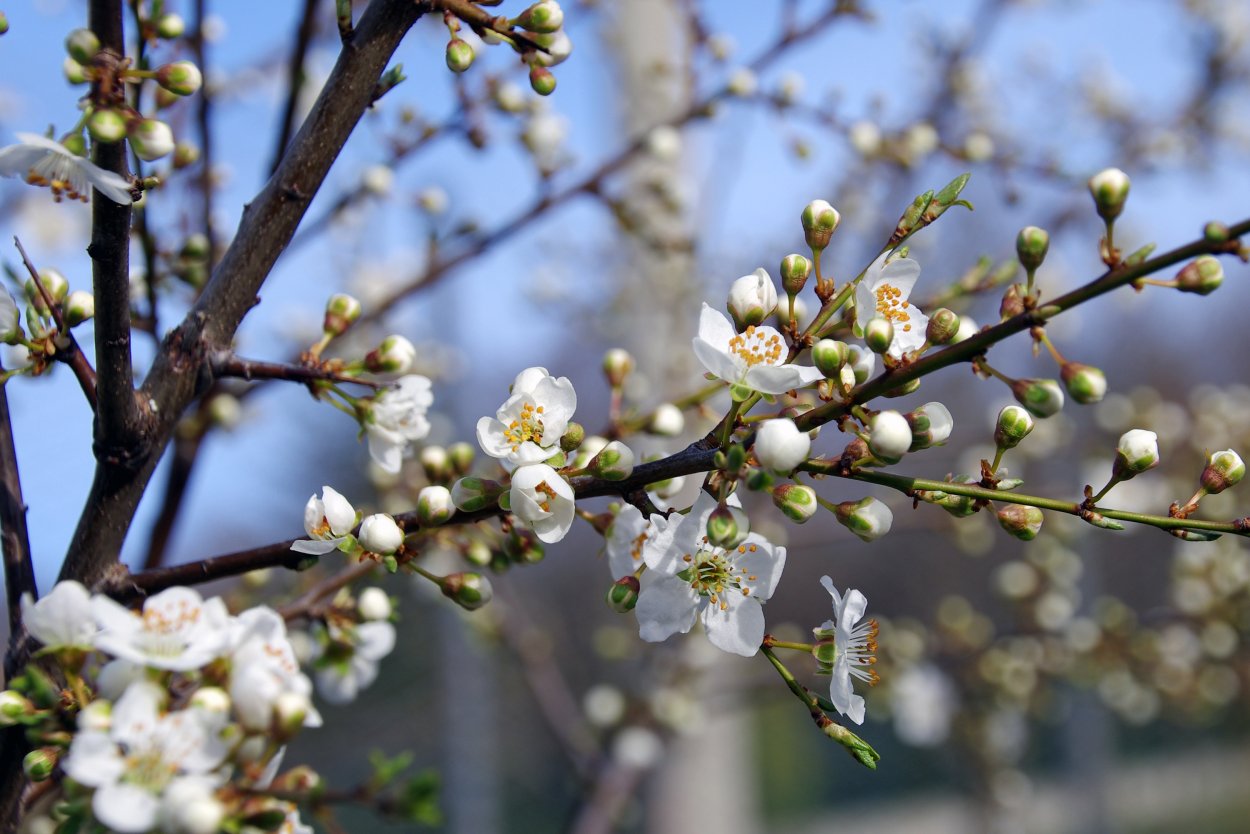 Prunus spinosa цветение