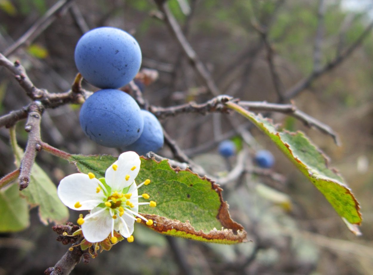 Терновник цветет