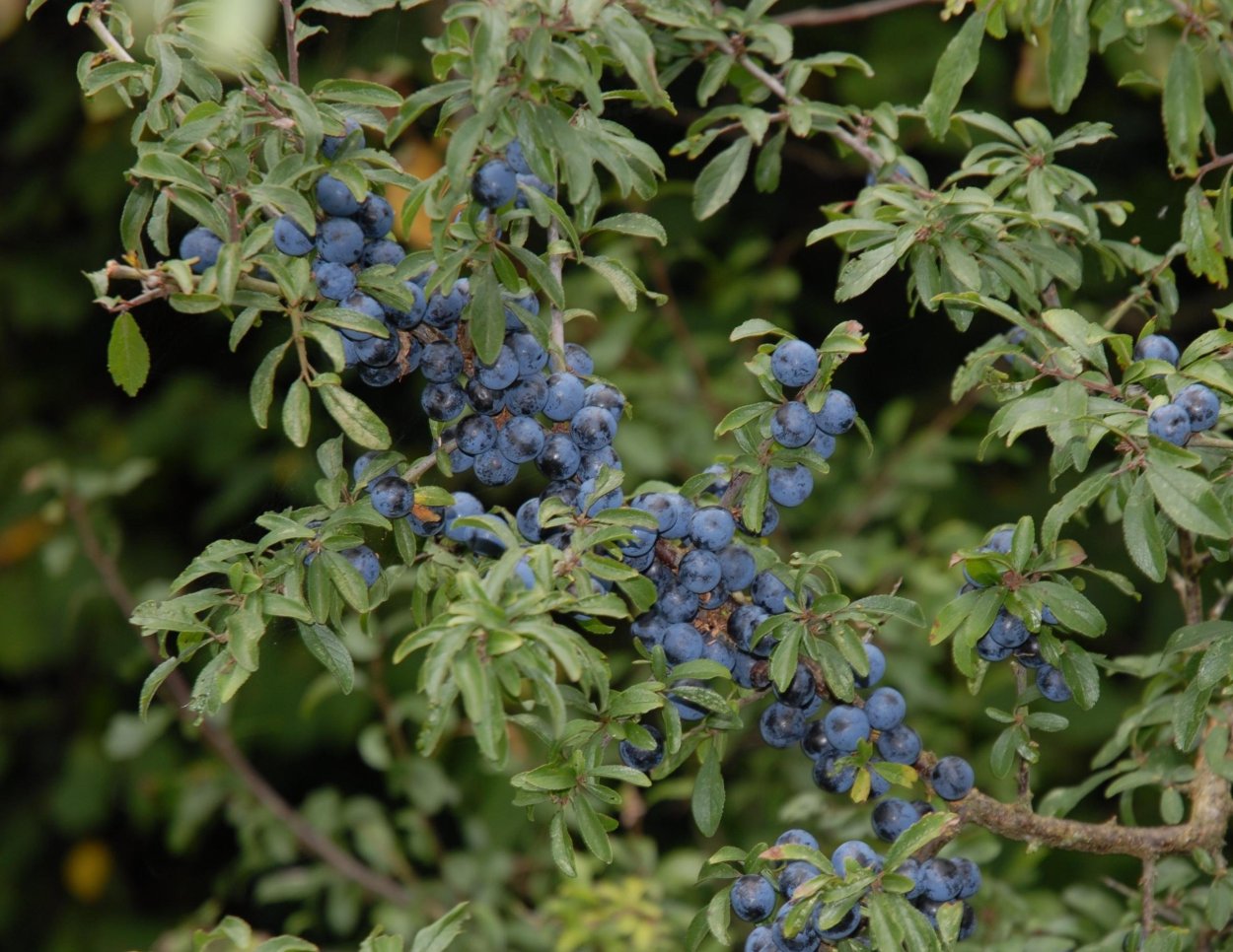 Тёрн обыкновенный