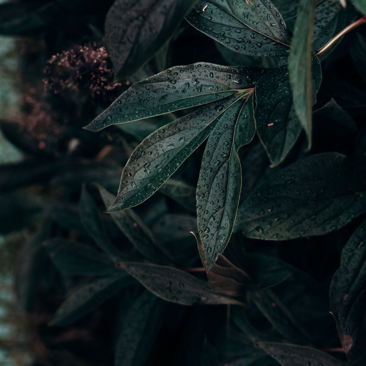 Растения Эстетика