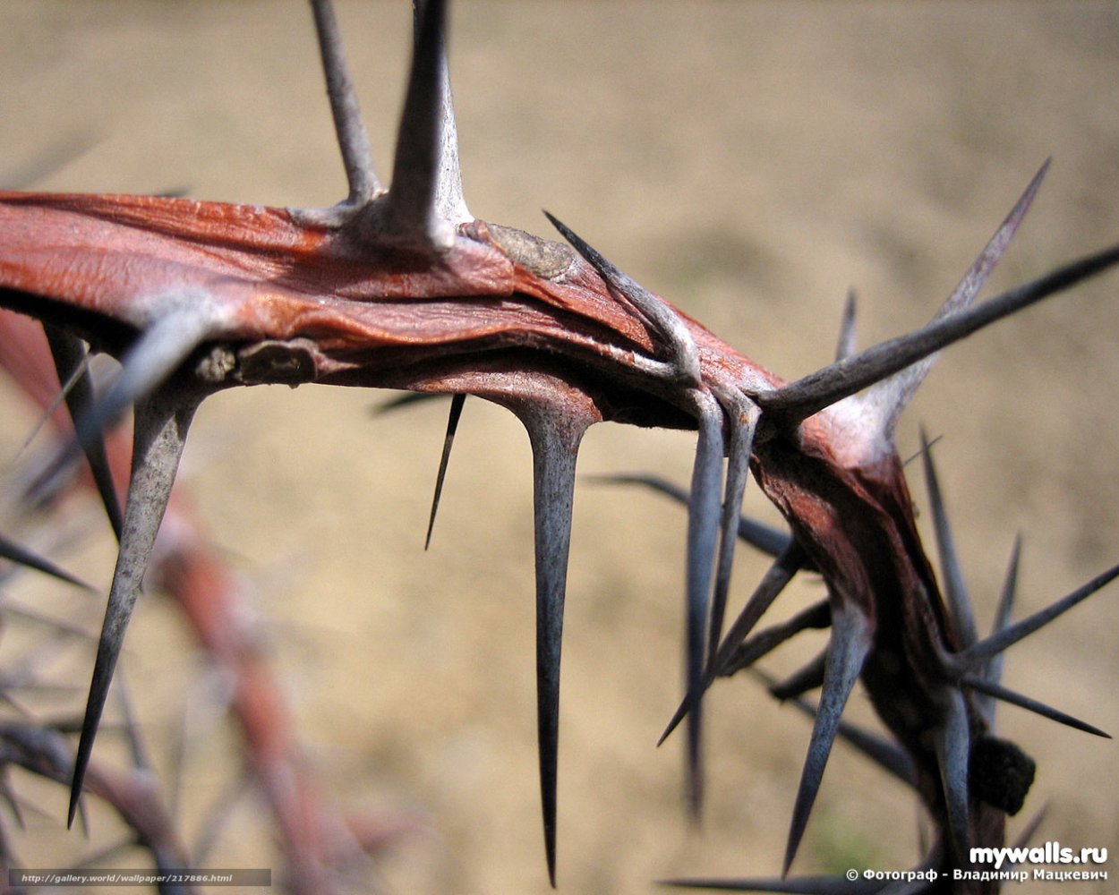 Терновник колючки