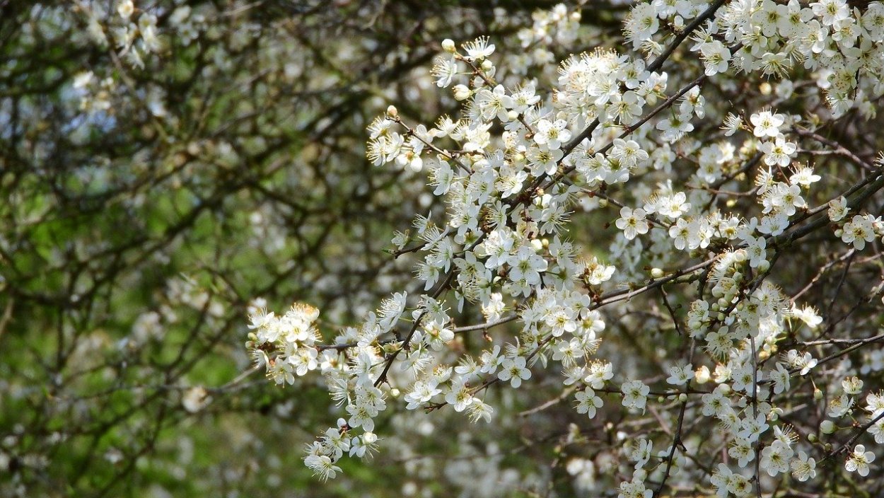 Prunus spinosa цветение