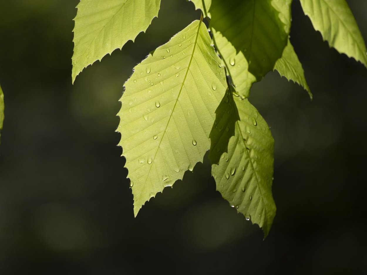 Листопадные растения