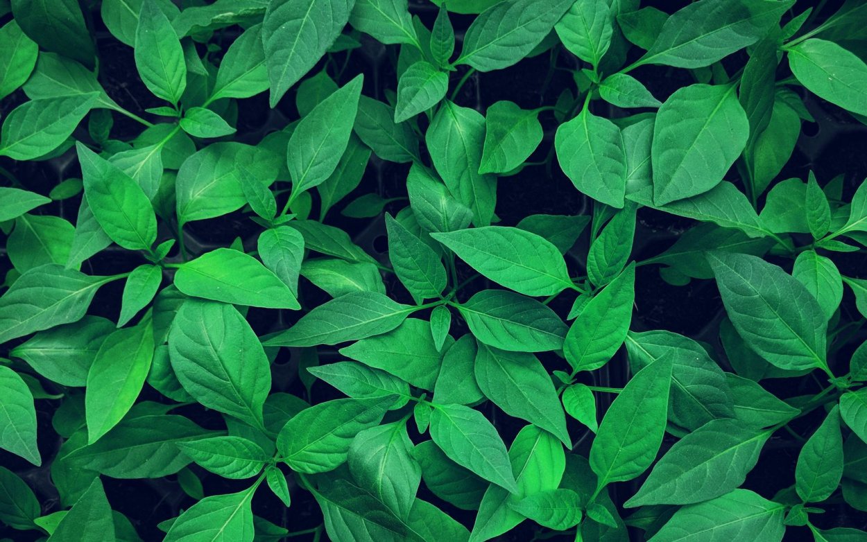 Ясень с красными листьями