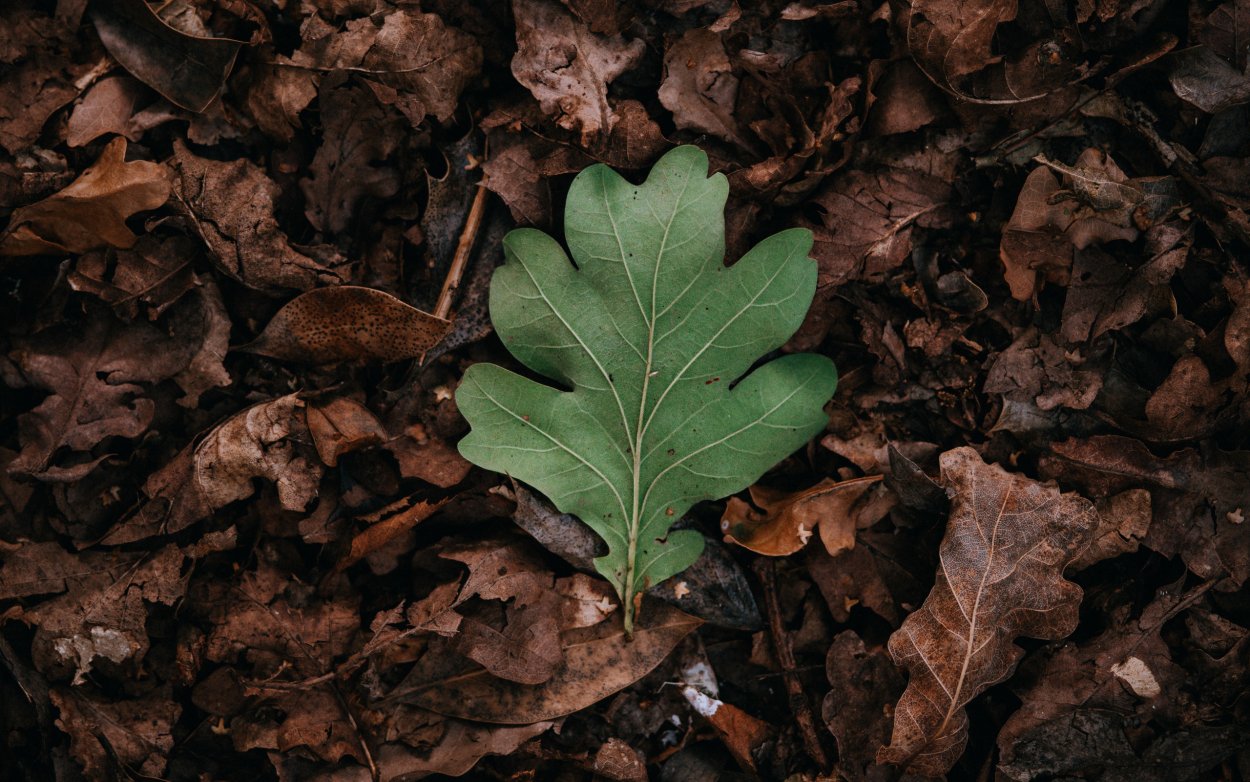 Клен широколистный