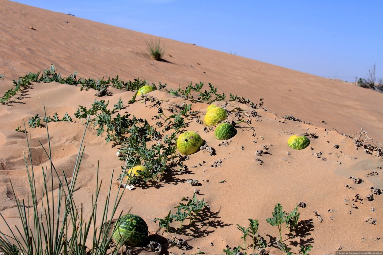 Культурные Растения Пустыни